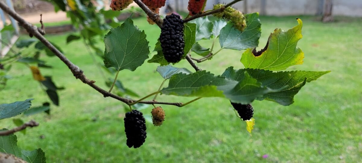 IMG-20250819-WA0076