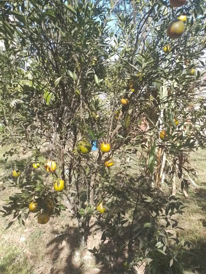 IMG-20250819-WA0092